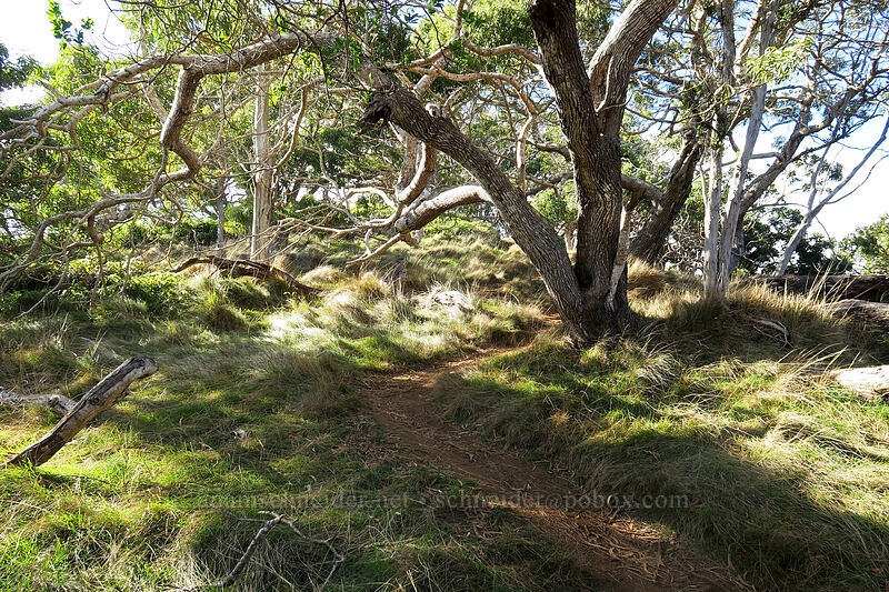 trail under trees [Kalepa Ridge Trail, Na Pali Coast State Park, Kaua'i, Hawaii]