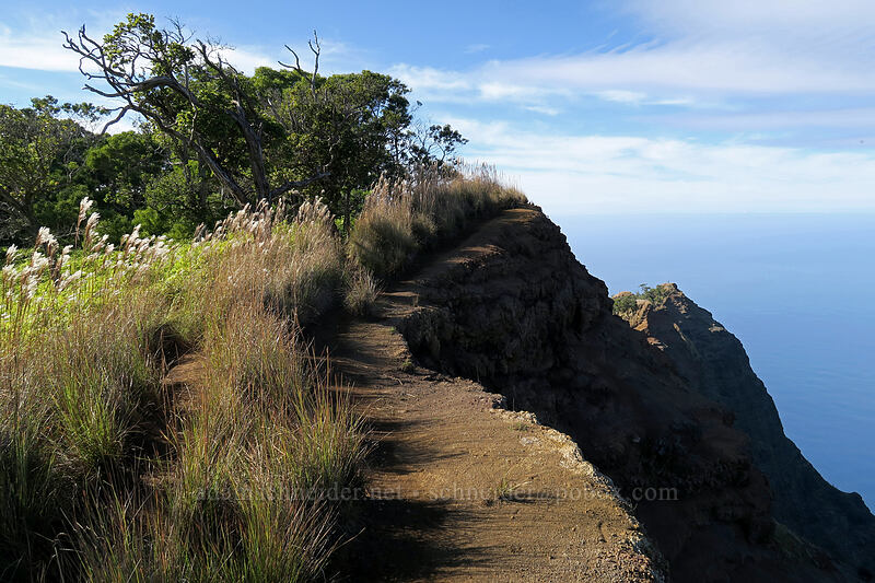 the trail [Kalepa Ridge Trail, Na Pali Coast State Park, Kaua'i, Hawaii]