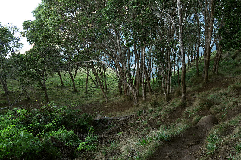 park-like ridgetop [Kalepa Ridge Trail, Na Pali Coast State Park, Kaua'i, Hawaii]