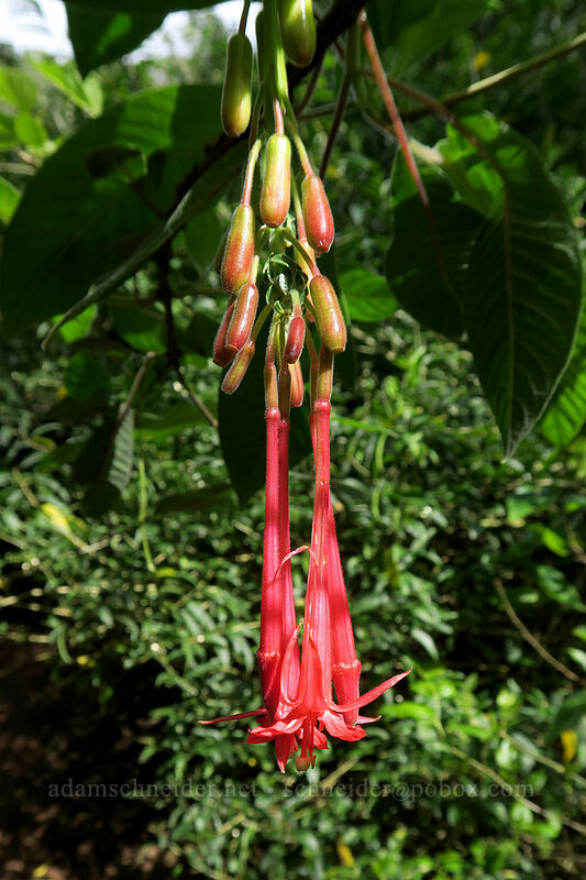lady's eardrops (Fuchsia boliviana) [Canyon Trail, Waimea Canyon State Park, Kaua'i, Hawaii]