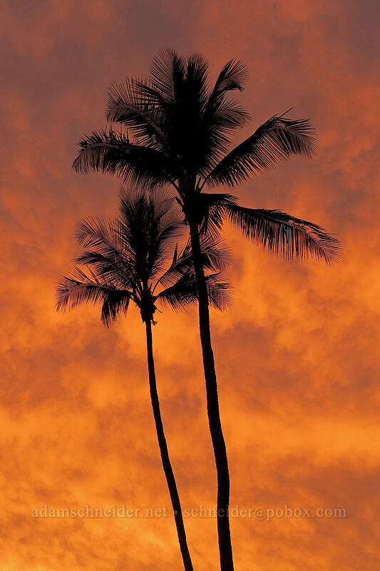 palm trees at sunset (Cocos nucifera) [Po'ipu Beach Park, Po'ipu, Kaua'i, Hawaii]