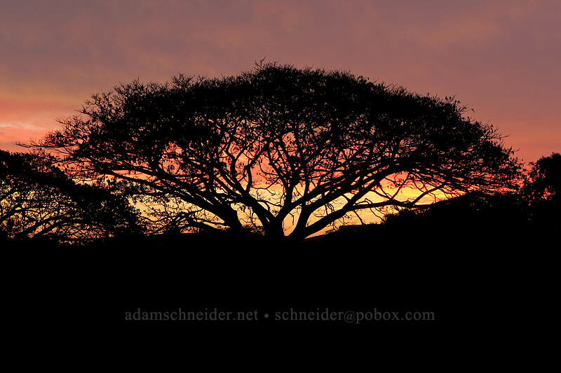 monkeypod tree at sunset (Albizia saman) [Ho'owili Road, Po'ipu, Kaua'i, Hawaii]