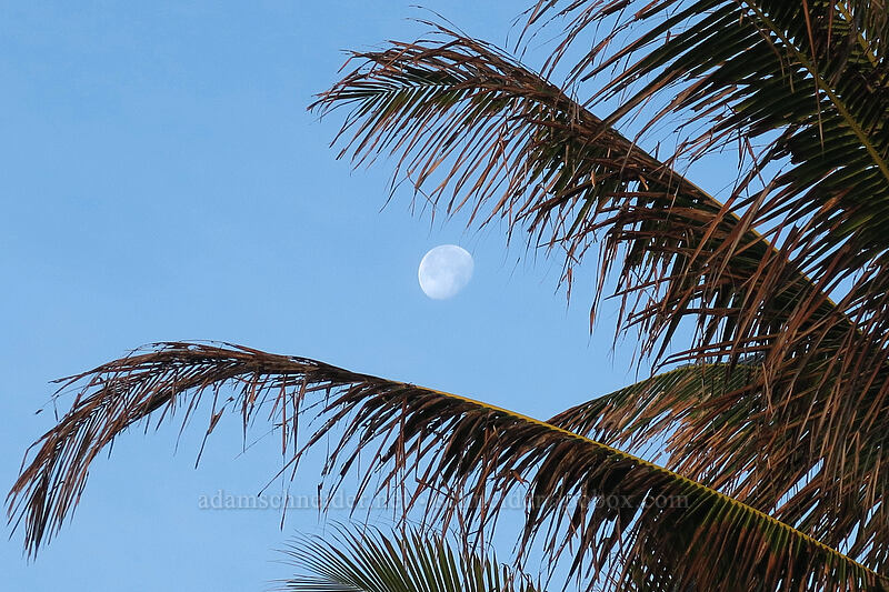 coconut palm & the moon (Cocos nucifera) [Papa'a Bay, Anahola, Kaua'i, Hawaii]