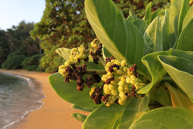 tree heliotrope berries (Tournefortia argentea) [Papa'a Bay, Anahola, Kaua'i, Hawaii]