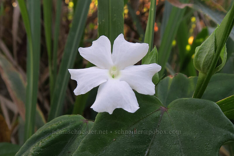sweet clock-vine (whitelady) (Thunbergia fragrans) [Papa'a Bay, Anahola, Kaua'i, Hawaii]