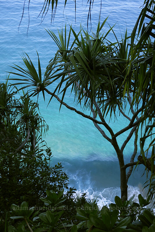 hala tree & blue water (Pandanus tectorius) [Kalalau Trail, Na Pali Coast State Park, Kaua'i, Hawaii]