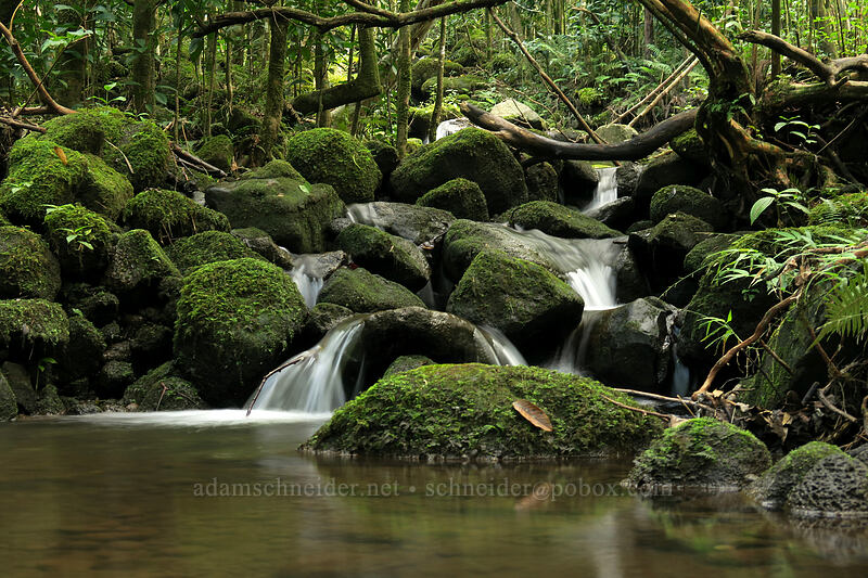 mossy stream [Hanakapi'ai Falls Trail, Na Pali Coast State Park, Kaua'i, Hawaii]