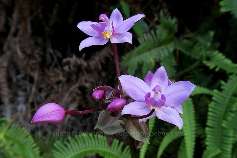 Philippine ground orchid (Spathoglottis plicata) [Kalalau Trail, Na Pali Coast State Park, Kaua'i, Hawaii]