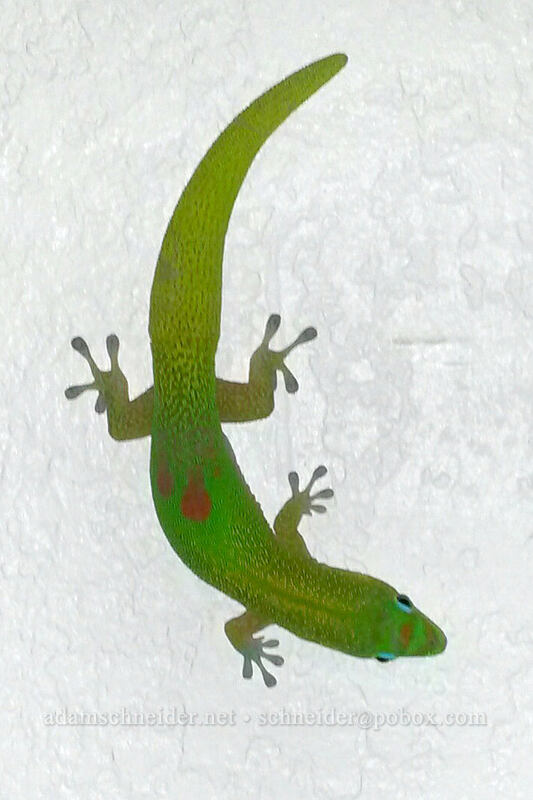 gold dust day gecko (Phelsuma laticauda) [Kipuka Street, Po'ipu, Kaua'i, Hawaii]