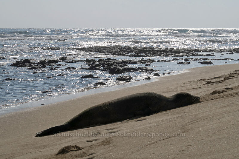 monk seal (Neomonachus schauinslandi (Monachus schauinslandi)) [Kawailoa Bay, Maha'ulepu, Kaua'i, Hawaii]