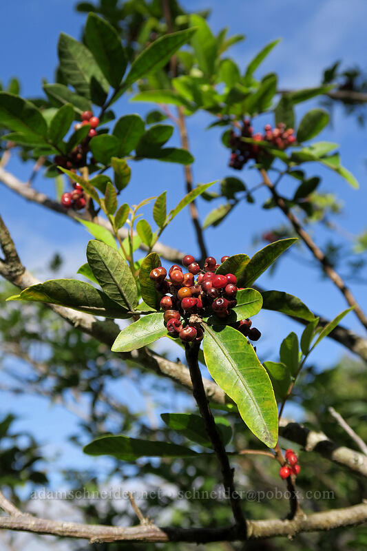 Brazilian pepper (Christmas berry) (Schinus terebinthifolius) [Nounou Mountain, Wailua, Kaua'i, Hawaii]