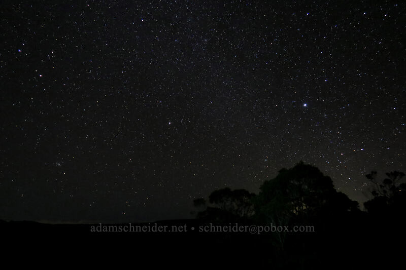 stars & tree silhouettes [Pu'u o Kila, Koke'e State Park, Kaua'i, Hawaii]