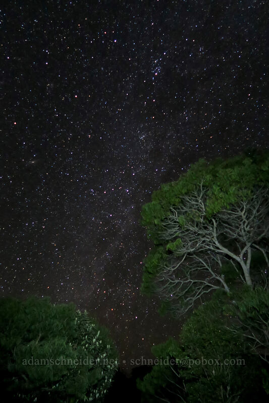 Milky Way & flashlight-painted trees [Pu'u Hinahina, Waimea Canyon State Park, Kaua'i, Hawaii]