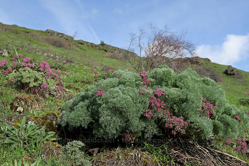 Columbia desert-parsley (Lomatium columbianum) [Coyote Wall, Klickitat County, Washington]