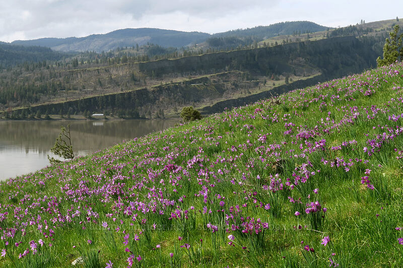 grass widows & the Columbia River (Olsynium douglasii) [Coyote Wall, Klickitat County, Washington]