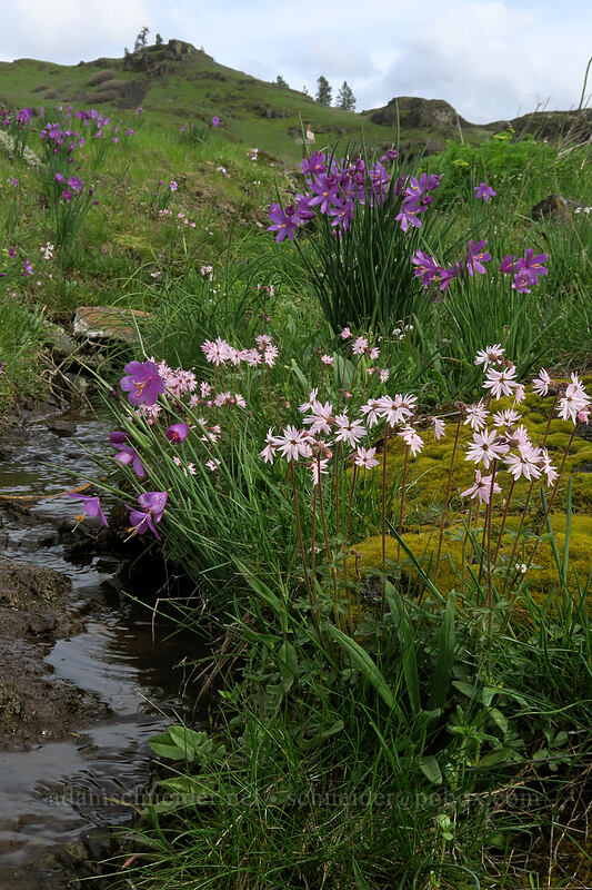grass widows & prairie stars (Olsynium douglasii, Lithophragma glabrum) [Coyote Wall, Klickitat County, Washington]