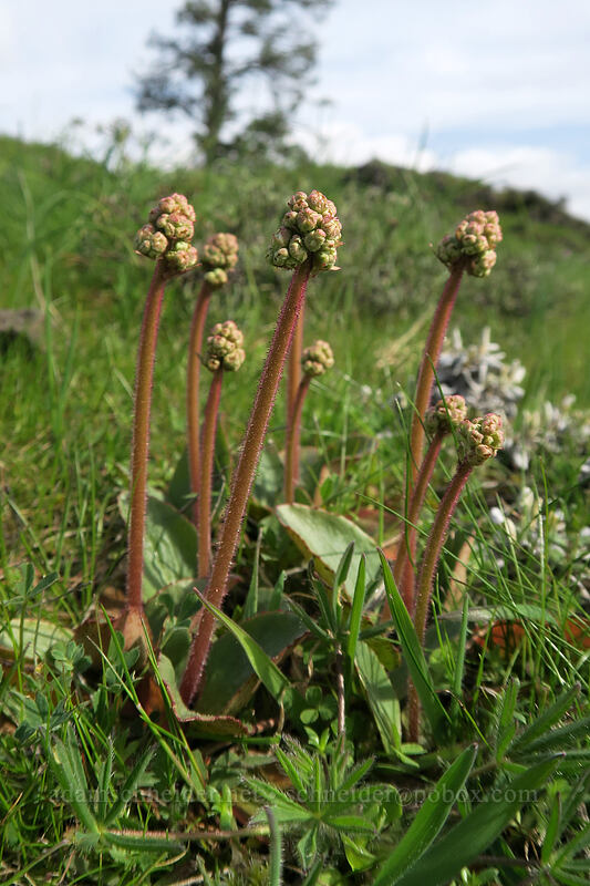saxifrage (Micranthes integrifolia (Saxifraga integrifolia)) [Coyote Wall, Klickitat County, Washington]