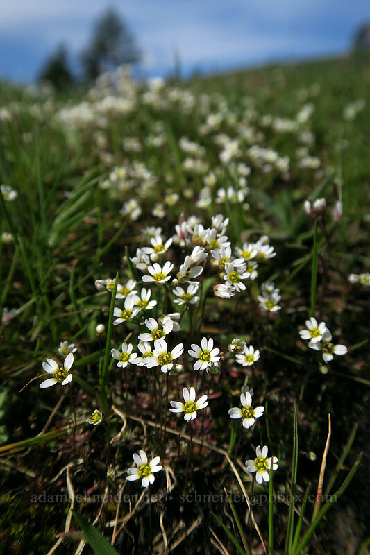 spring whitlow-grass (Draba verna) [Coyote Wall, Klickitat County, Washington]