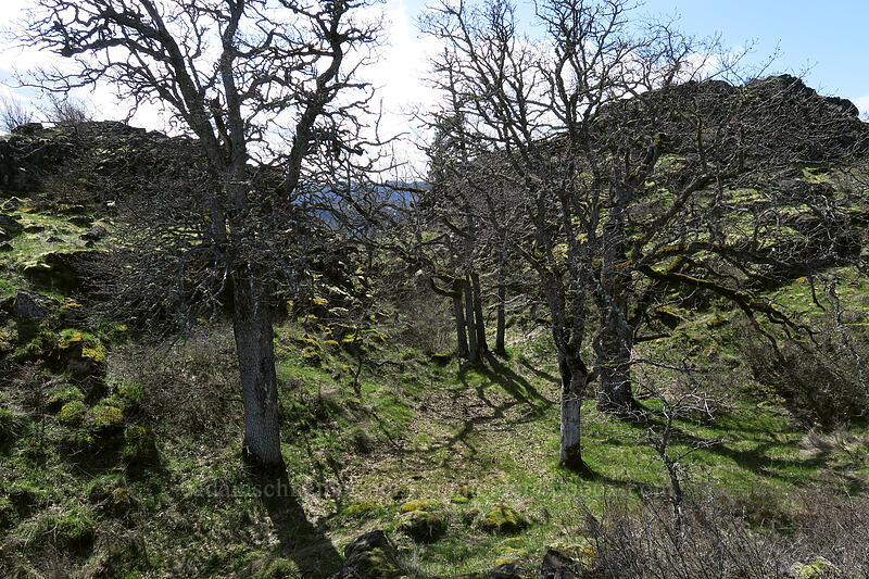 oak glen [The Labyrinth, Klickitat County, Washington]