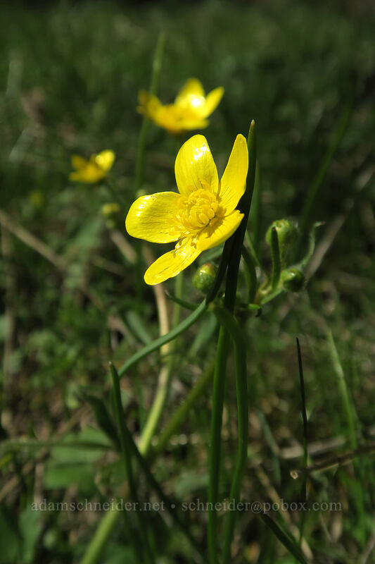buttercups (Ranunculus occidentalis) [The Labyrinth, Klickitat County, Washington]