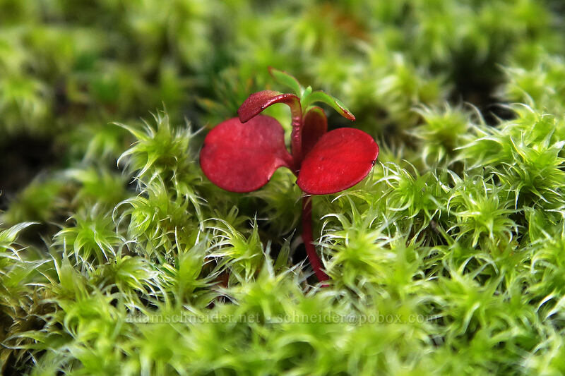 seedling in moss [The Labyrinth, Klickitat County, Washington]