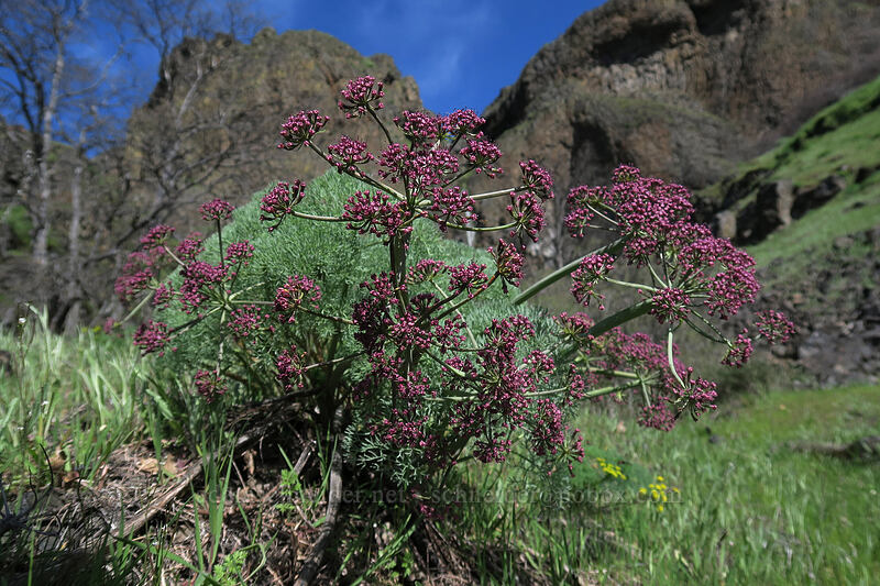 Columbia desert parsley (Lomatium columbianum) [Doug's Beach State Park, Klickitat County, Washington]