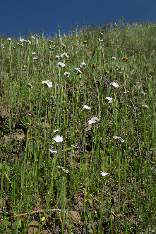 popcorn flower (Plagiobothrys sp.) [Doug's Beach State Park, Klickitat County, Washington]
