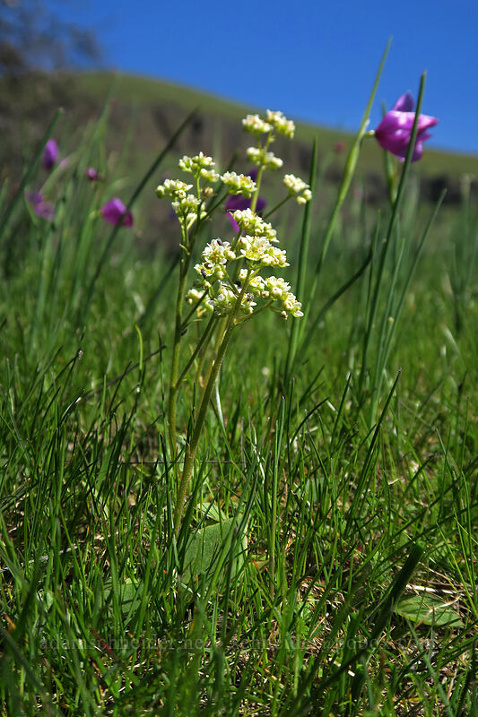saxifrage & grass widows (Micranthes integrifolia (Saxifraga integrifolia), Olsynium douglasii) [Doug's Beach State Park, Klickitat County, Washington]
