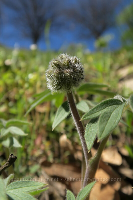 ball-head waterleaf (Hydrophyllum capitatum var. thompsonii) [Doug's Beach State Park, Klickitat County, Washington]