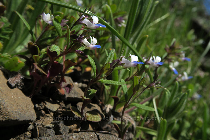 small-flowered blue-eyed-Mary (Collinsia parviflora) [Doug's Beach State Park, Klickitat County, Washington]
