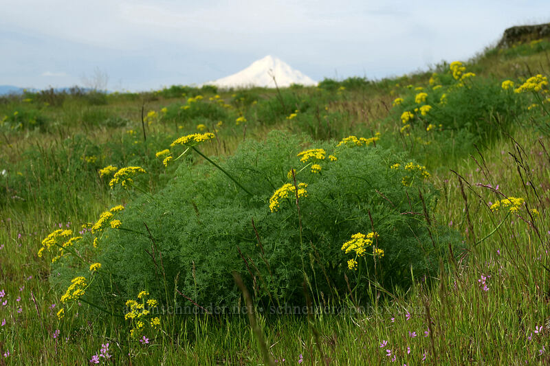 Klickitat desert parsley & Mt. Hood (Lomatium klickitatense (Lomatium grayi)) [Access Road, Columbia Hills State Park, Klickitat County, Washington]