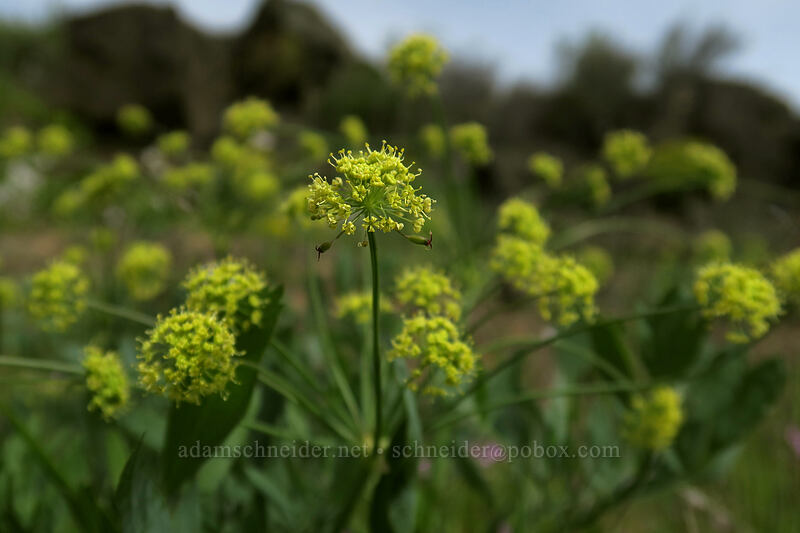 bare-stem desert parsley (Lomatium nudicaule) [Access Road, Columbia Hills State Park, Klickitat County, Washington]