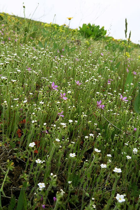 popcorn flower & filaree (Plagiobothrys sp., Erodium cicutarium) [Vista Loop, Columbia Hills State Park, Klickitat County, Washington]