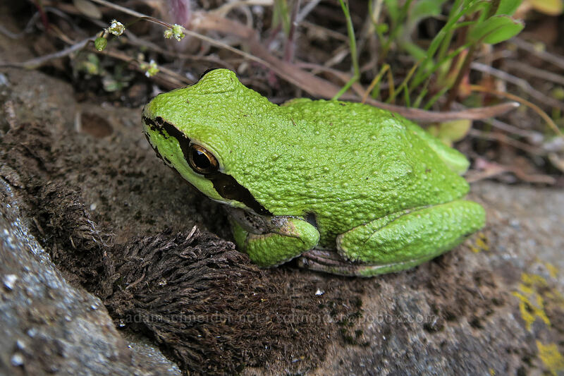 Pacific chorus frog (tree frog) (Pseudacris regilla) [Vista Loop, Columbia Hills State Park, Klickitat County, Washington]