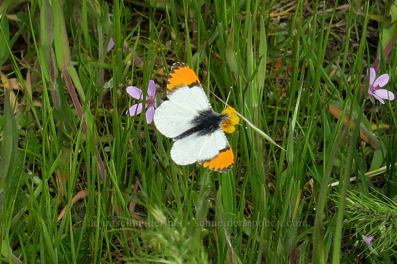 Pacific orange-tip butterfly (Anthocharis julia (Anthocharis sara)) [Crawford Oaks Trailhead, Columbia Hills State Park, Klickitat County, Washington]