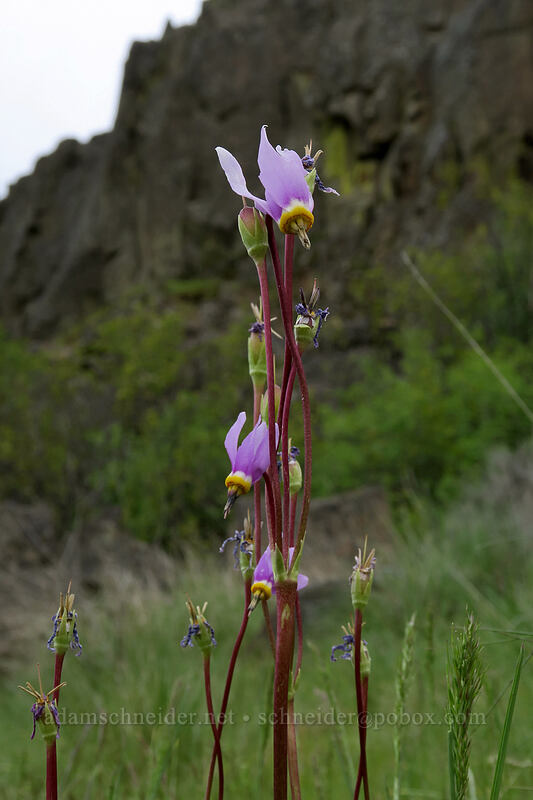 desert shooting-star (Dodecatheon conjugens (Primula conjugens)) [Horsethief Butte Trail, Columbia Hills State Park, Klickitat County, Washington]