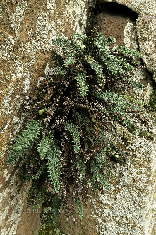 lace lip fern (Cheilanthes gracillima) [Horsethief Butte, Columbia Hills State Park, Klickitat County, Washington]