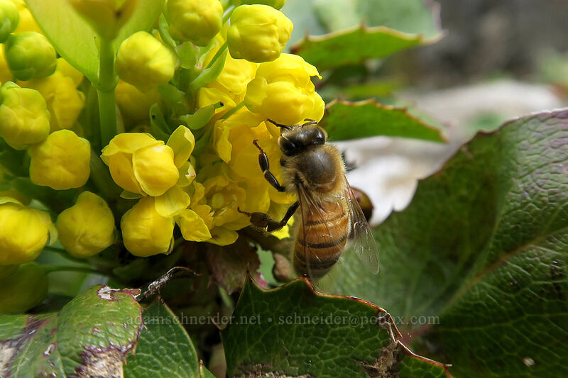 honeybee on Oregon-grape (Apis mellifera, Mahonia aquifolium (Berberis aquifolium)) [Horsethief Butte, Columbia Hills State Park, Klickitat County, Washington]