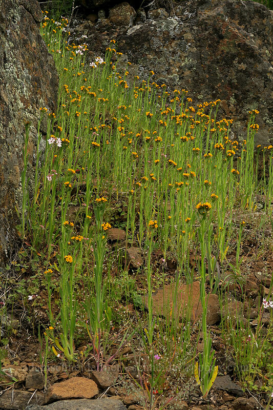 fiddleneck (Amsinckia sp.) [Rattlesnake Rim, Columbia Hills State Park, Klickitat County, Washington]