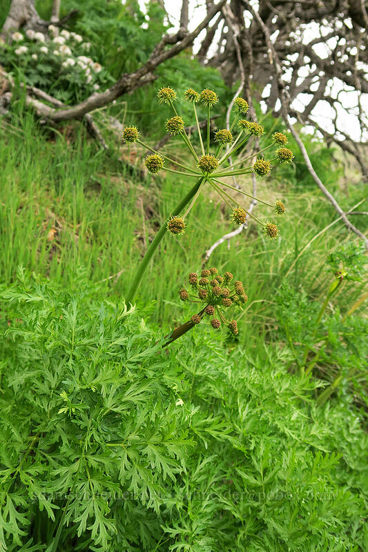 fern-leaf desert parsley (Lomatium sp.) [Rattlesnake Rim, Columbia Hills State Park, Klickitat County, Washington]