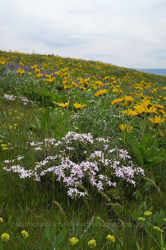 showy phlox & balsamroot (Phlox speciosa, Balsamorhiza sp.) [Dalles Mountain Road, Klickitat County, Washington]