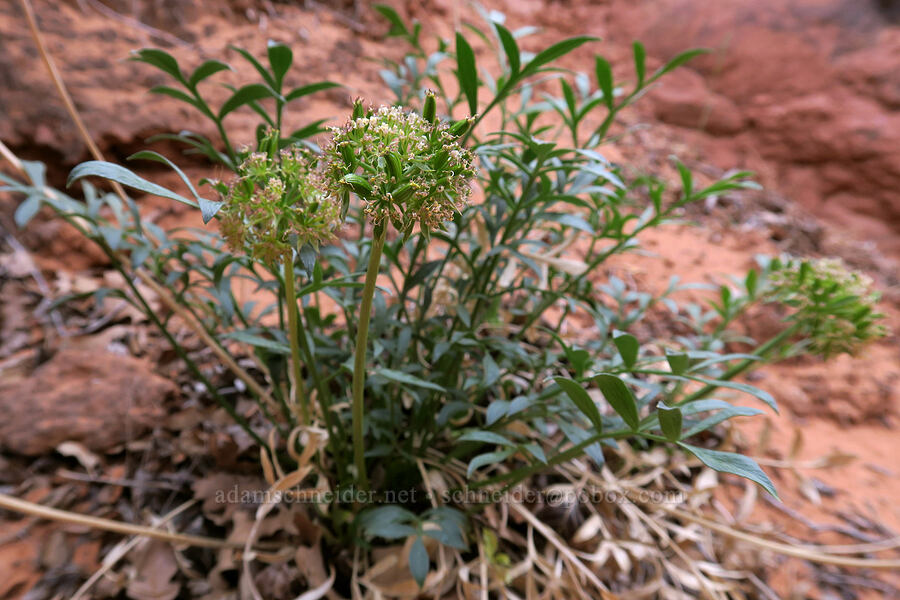 Canyonlands biscuitroot (Lomatium latilobum (Aletes latiloba)) [Fiery Furnace, Arches National Park, Grand County, Utah]