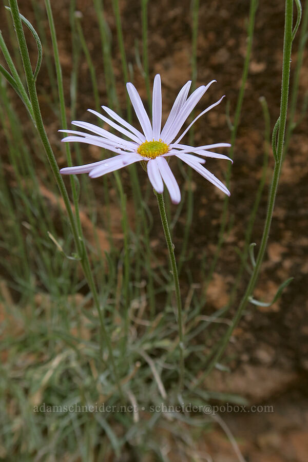 Utah daisy (Erigeron utahensis) [Fiery Furnace, Arches National Park, Grand County, Utah]
