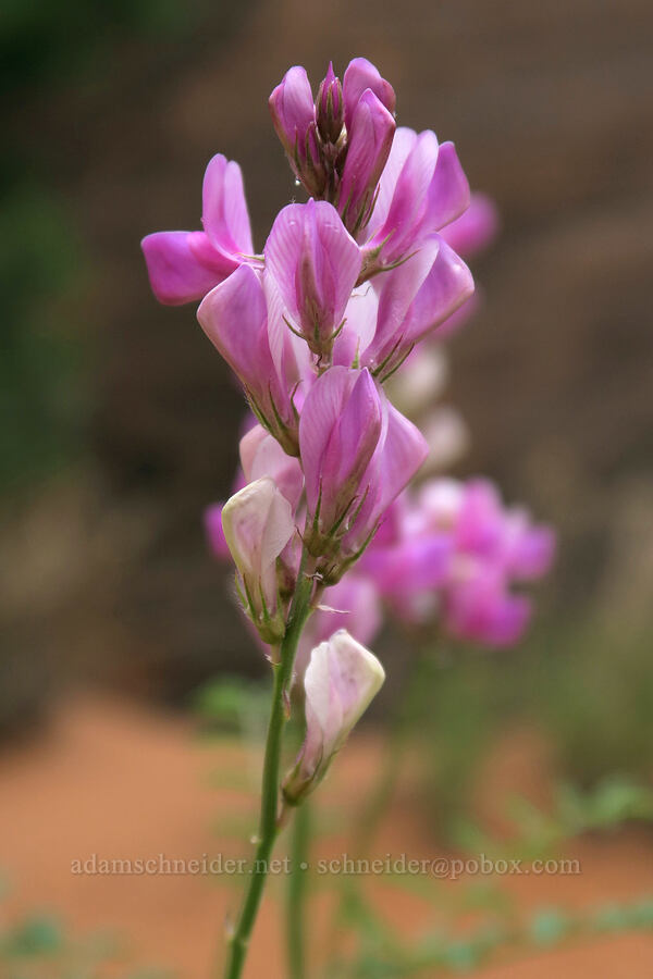 northern sweet-vetch (Hedysarum boreale) [Fiery Furnace, Arches National Park, Grand County, Utah]