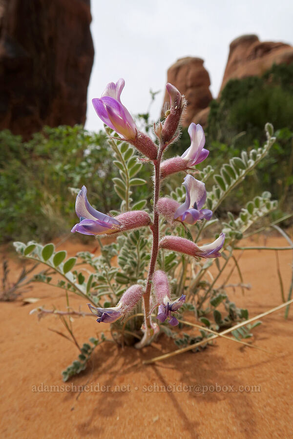 Thompson's woolly milk-vetch (Astragalus mollissimus var. thompsoniae) [Fiery Furnace, Arches National Park, Grand County, Utah]