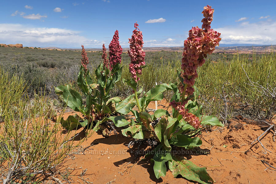 canaigre dock (Rumex hymenosepalus) [Fiery Furnace, Arches National Park, Grand County, Utah]