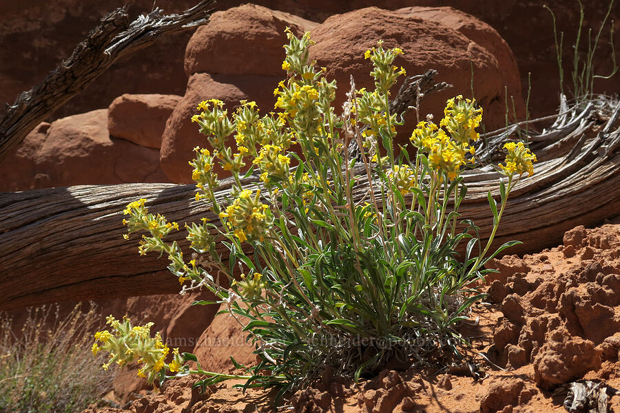 yellow cryptantha (Oreocarya flava (Cryptantha flava)) [Fiery Furnace, Arches National Park, Grand County, Utah]