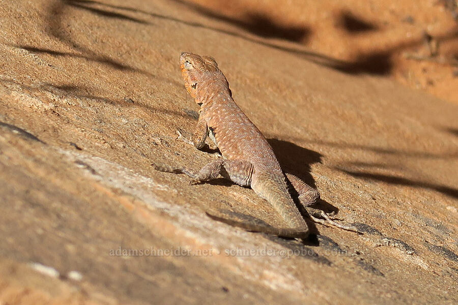 common side-blotched lizard (Uta stansburiana) [Fiery Furnace, Arches National Park, Grand County, Utah]