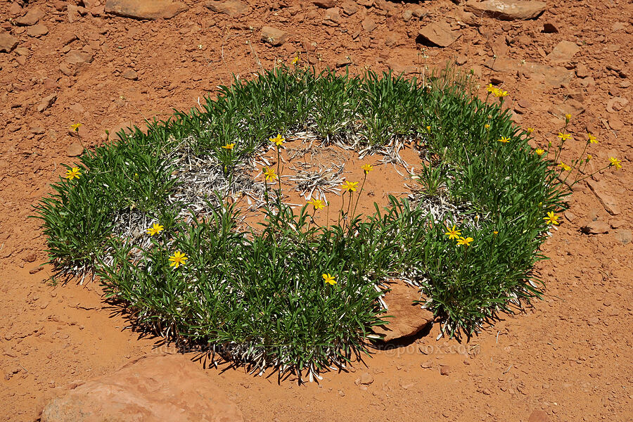 thrift mock goldenweed (ring-grass sunflower) (Stenotus armerioides (Haplopappus armerioides)) [Fiery Furnace, Arches National Park, Grand County, Utah]