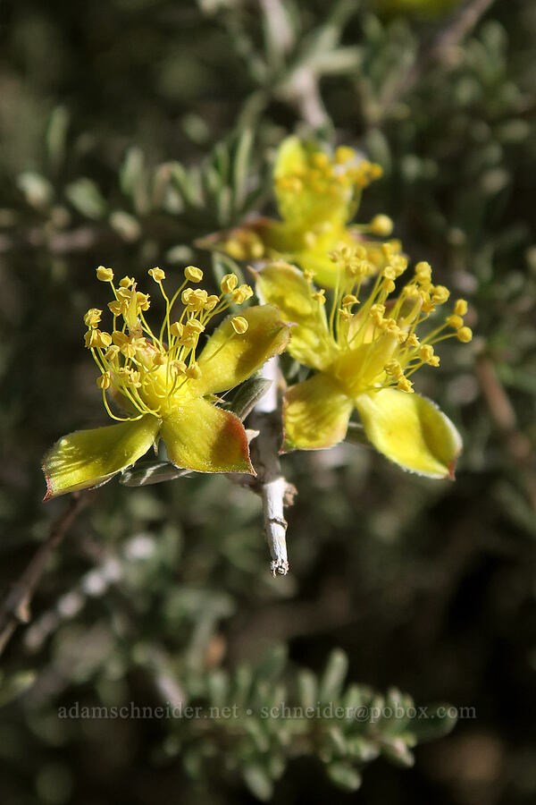 blackbrush (Coleogyne ramosissima) [Windows Trail, Arches National Park, Grand County, Utah]